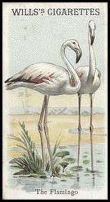 00WA Flamingo.jpg